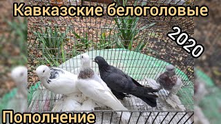 Кавказские белоголовые голуби 2020.мое пополнение.Caucasian bald pigeons 2020.my Deposit