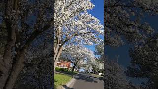 Blossom Street Walk 1, VIC Australia #shorts #calming #urbanlandscape