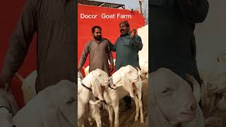 #Doctorgoatfarm #Naveedgoatfarm #sabargoatfarm #goatfarming #goatfarminginpakistan #short