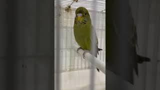 Black Face Gray Green split Black Wing #budgies #breeding #BlackFace