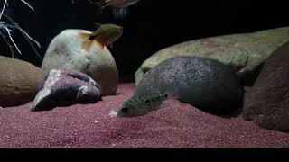 Green texas cichlid