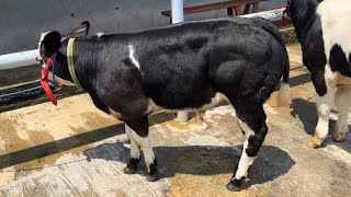 BIBITAN SAPI BELGIAN BLUE JANTAN DAN BETINA READY 4 EKOR 9 FEBRUARI 2024 AKBAR FARM