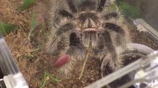 Thursday Night Live Tarantula Stream