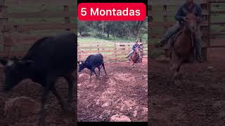 5 dias gostou? Deixe seu comentário #domademuares #domador #escolademuladeiros #muladeiros #fazenda