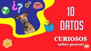 10 Datos CURIOSOS de los perros/Curiosidades caninas/¿Sabias que?/ pet friends