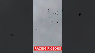 Avem parteneri zburători! #racingpigeons