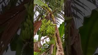 Buah pisang bercabang 2