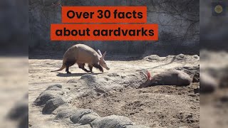 Over 30 facts about aardvarks #aardvark #facts