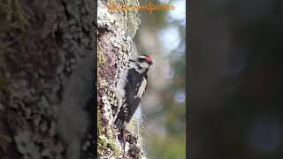 Hairy woodpecker / Pic chevelu #wildlife #canada #woodpecker #pic