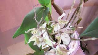 Обзор посылки.  Dendrobium polysema x aberrans