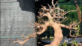 Mai vàng bonsai đẳng cấp ghép giống siêu bông daklak #cafe #tphcm #homstay #buônmathuột