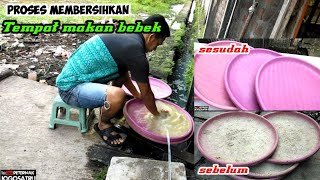 Proses membersihkan tempat makan bebek