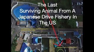 The Last Surviving Dolphin From A Japanese Drive Fishery In The US