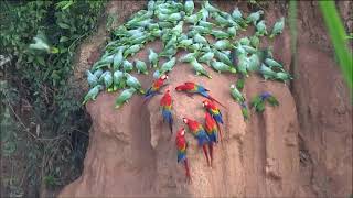 CUMBIA DE LOS PAJARITOS, LAMENTO DE LA SELVA