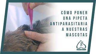 Cómo poner una pipeta antiparasitaria a nuestras mascotas - Veterinos