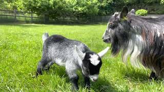 Pickle’s Baby Pygmy Goat’s First Paddock Outing: Adorable Moments in 4K HDR 5.1!