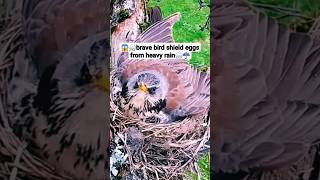 brave bird shield eggs from heavy rain #shorts #rain