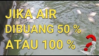 CARA BUDIDAYA IKAN GURAME DI KOLAM BETON || JIKA AIR DIBUANG 50 % ATAU 100 %