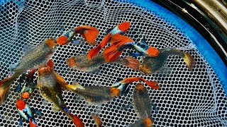 Khuyến mãi tặng cá Dumbo short Body | Cập Nhật Guppy tại Đức Đỗ Guppy Farm