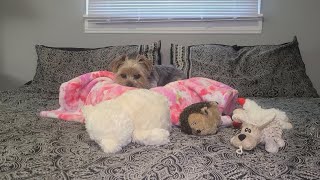 Rylies, one happy Pup! #yorkies #viralvideo #cute #Rylie