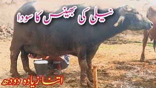 haji shaukat dogar ki bhains||haji shaukat dogar multan new video||Whatsapp number03316731253