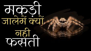 Spider#shorts #trending #shortsvideo #knowledge