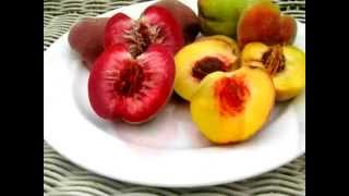 Prunus persica : Weingartenpfirsich gelb & rot / Heirloom Peaches gold & red