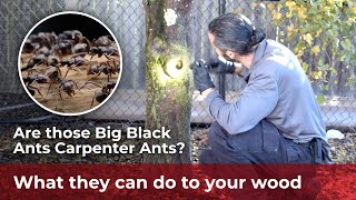 Carpenter Ants Shouldn't Be Taken Lightly