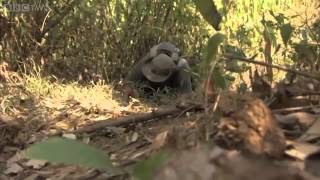 Web Exclusive  Tarantula surprise   Wild Burma  Nature's Lost Kingdom   BBC Two