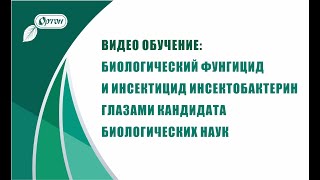 Видео обучение. Инсектобактерин - биологический фунгицид и инсектицид тройного воздействия