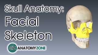 Facial Skeleton | Skull Anatomy