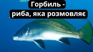 Горбиль  - риба Чорного моря яка розмовляє: все, що ви повинні знати