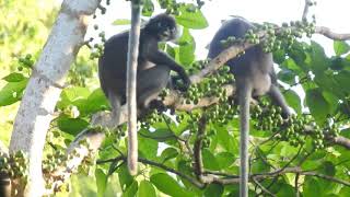 Dusky Leaf Monkey, Malaysia. #3 of 3