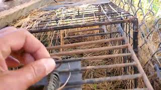 Wildlife trap damaged with no obvious explanation! Extremely mysterious!