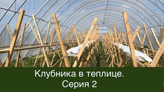 Клубничная ферма в Гатчине. Финишная прямая перед запуском. серия 2