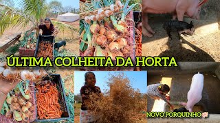 ÚLTIMA COLHEITA DA HORTA 🥕🧅|CHEGOU AQUI NO SITIO UM NOVO PORQUINHO 🐖