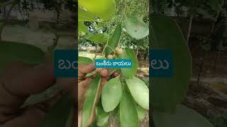 బంకీరు కాయలు #youtubeshorts #shortvideo #shorts #