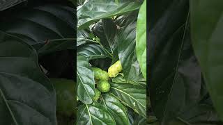 Noni  plant #noni  #noninvasivetreatment