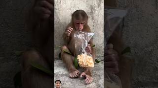 Cutis is fed by strangers | #monkey #babymonkey #animals #cute #monkeybaby #babyanimals #shorts