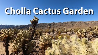 Hiking the Cholla Cactus Garden - Joshua Tree interpretive trail