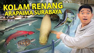 KOLAM RENANG ISINYA ARAPAIMA DI SURABAYA! IKAN HIU AIR LAUT DAN TAWAR RAKSASA ADA!