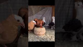 Pigeons Chicks Loft||#foryou #viral #viralvideo #foryouvideo #trending #youtubeshorts #reels #hit