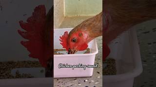 Chicken pecking real sound | #Shorts