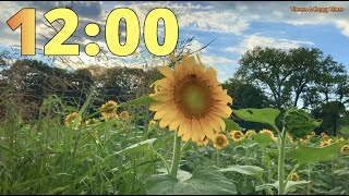 12 Minute Sunflower Field 🌻🌻 Timer Countdown ⏳