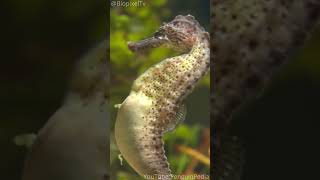 Male That Can Give Birth: The Seahorse! 🌊🐎