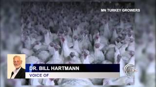 Bird Flu Spreads to Stearns County