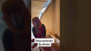 Arnés para loro AliExpress probándolo