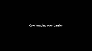 Cow jumps over guard rail entering the Expressway captured on Viofo Dashcam #shorts