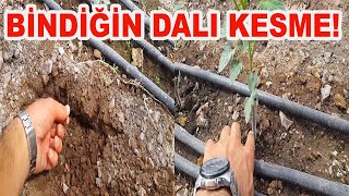 BİNDİĞİNİZ DALI KESMEYİN!