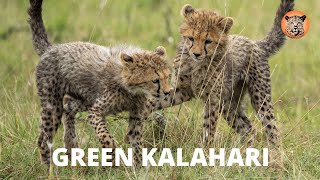 A 40 Year Drought Ends in the Kalahari | What Happens Next?